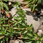 Ludwigia palustris Leaf
