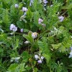 Astragalus pelecinus Flor