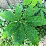 Sauromatum venosum Hoja