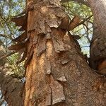 Albizia forbesii Lubje