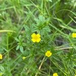 Potentilla erectaപുഷ്പം