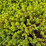 Hebe cupressoides 葉