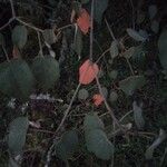 Croton urucurana Leaf