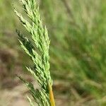 Poa bulbosa Flower