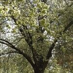 Ulmus glabra Агульны выгляд