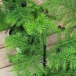 Araucaria nemorosa Hoja