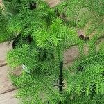 Araucaria nemorosa Leaf