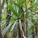 Pandanus purpurascens Hoja