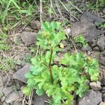 Sanicula crassicaulis Plante entière