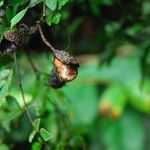 Cynometra mannii Frucht