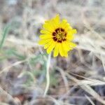 Madia elegans Flower