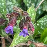Pulmonaria affinis Fula