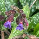 Pulmonaria affinisKwiat