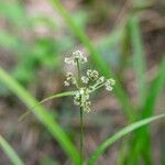 Scirpus atrovirens Žiedas