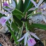 Barkeria spectabilis 整株植物