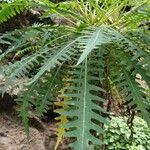 Sonchus canariensis Blatt