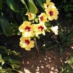 Hibiscus calyphyllus Blomst