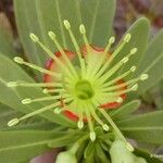 Xanthostemon aurantiacus Fleur