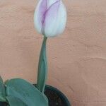 Tulipa gesnerianaFlower