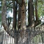 Metasequoia glyptostroboides Kéreg