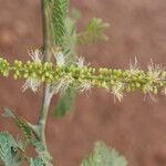 Faidherbia albida Blüte