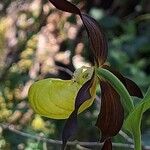 Cypripedium calceolus Květ