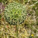 Allium pyrenaicum ফল