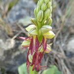 Orchis anthropophora Fiore