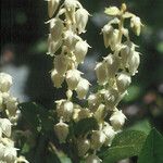 Leucothoe davisiae Fiore