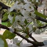 Pyrus calleryana Kvet