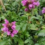 Prunella grandiflora 整株植物