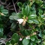 Vaccinium vitis-idaea Λουλούδι