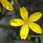 Lactuca vimineaBlomma