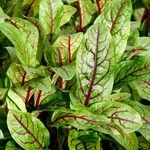 Rumex sanguineus Leaf