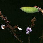 Dussia tessmannii Fruit