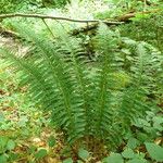 Polystichum aculeatum List