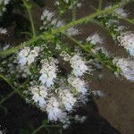 Echium strictum Flower