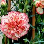 Dianthus caryophyllus Fiore