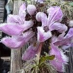 Phlomoides tuberosa 花