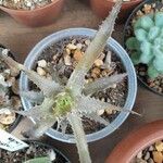 Orthophytum harleyi Hoja