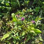 Medicago sativaFlower