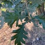 Quercus pyrenaica Levél