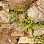 Asplenium ceterach 整株植物