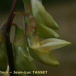 Lathyrus ochraceus Flower