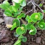 Salix herbacea Blüte