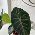 Alocasia longiloba Leaf