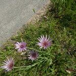 Tragopogon porrifolius 整株植物