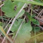 Saxifraga granulata Φύλλο