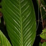 Hylaeanthe unilateralis Hoja