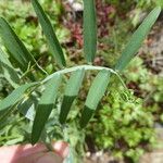 Lathyrus clymenum Feuille